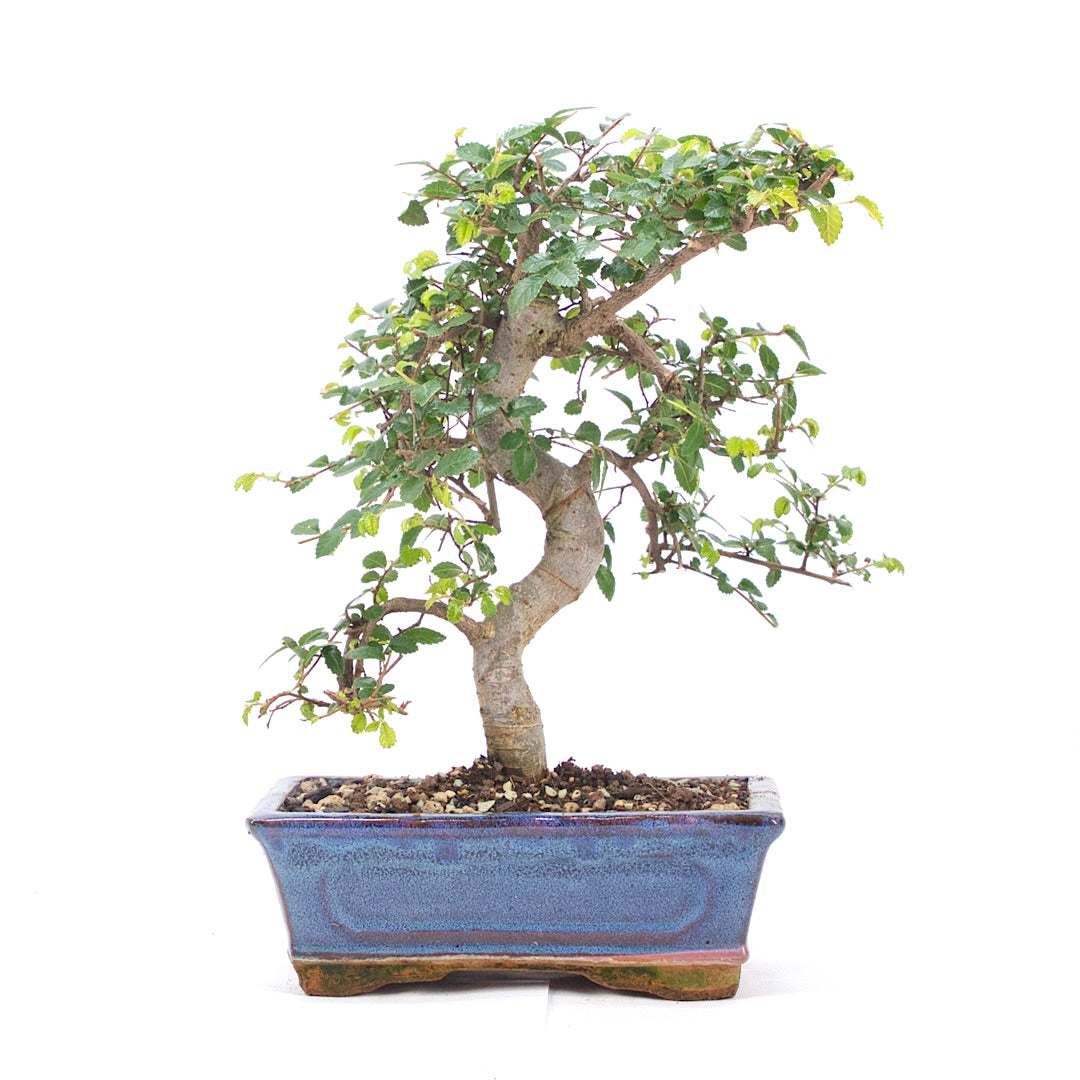 Chinesische Ulme 'Zelkova parvifolia'